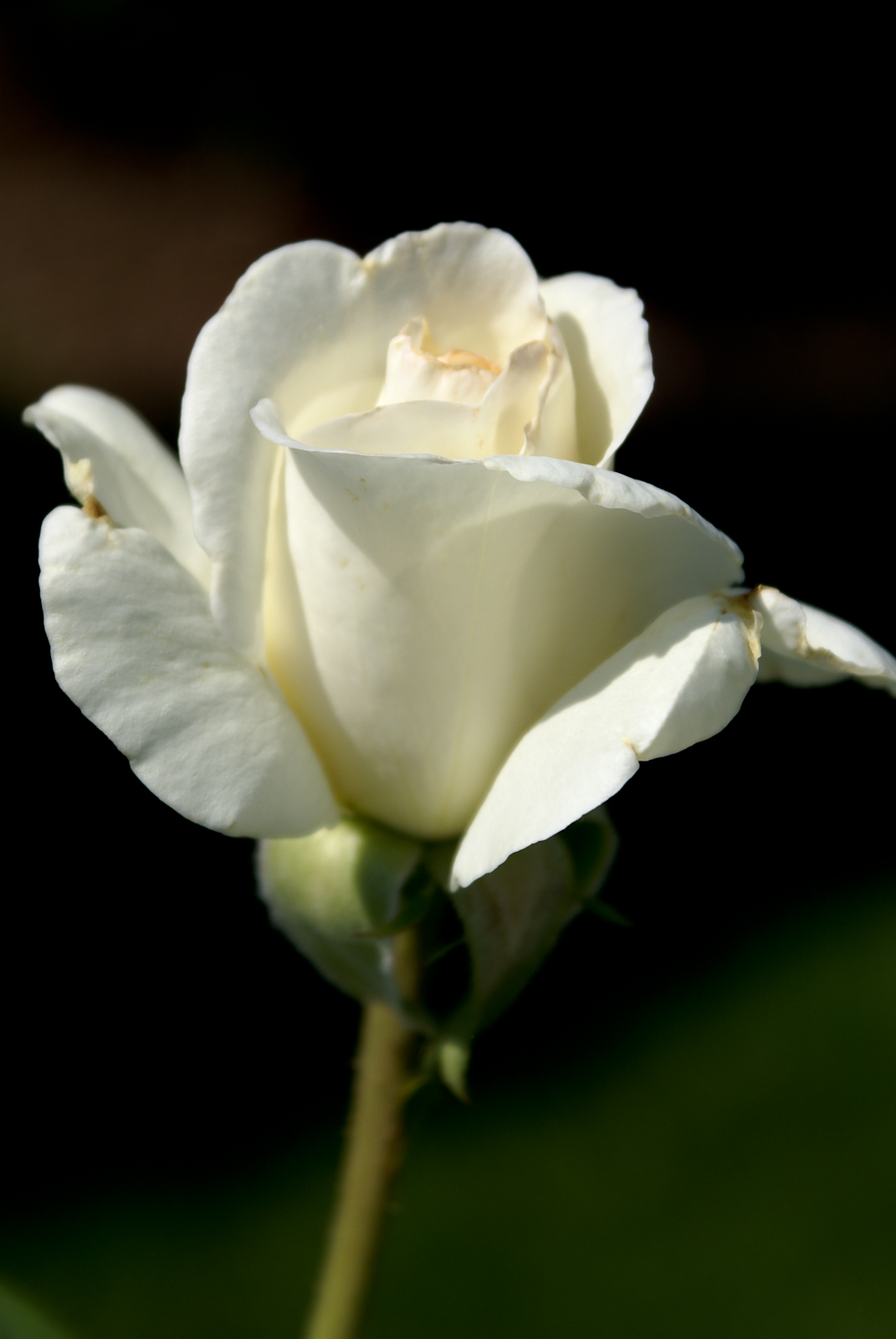 White Rose White Background