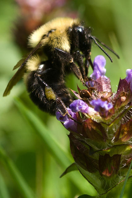 Bumblebee Feeding on a Purple Heal-All Flower