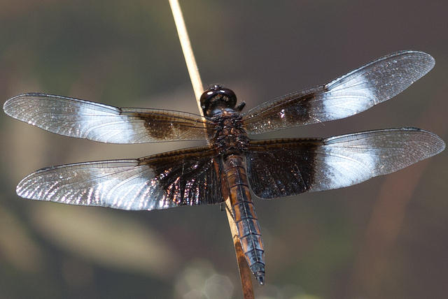 Dragonfly - Blue Widow Skimmer