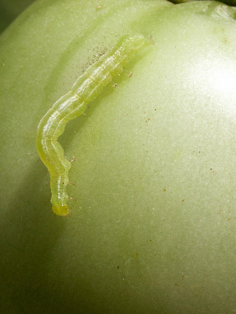 Cabbage Looper - Inchworm on Green Tomato