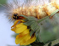 Yellow Hairy Caterpillar on a Flower