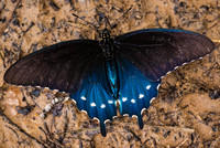 Pipevine Swallowtail Butterfly