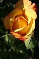 Rose - 'Rio Samba' - Yellow and Red