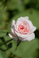 Rose - A Singe Small Pink Bloom