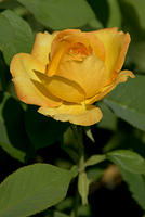 Rose - A Yellow and Orange Grandiflora - 'Gold Medal'