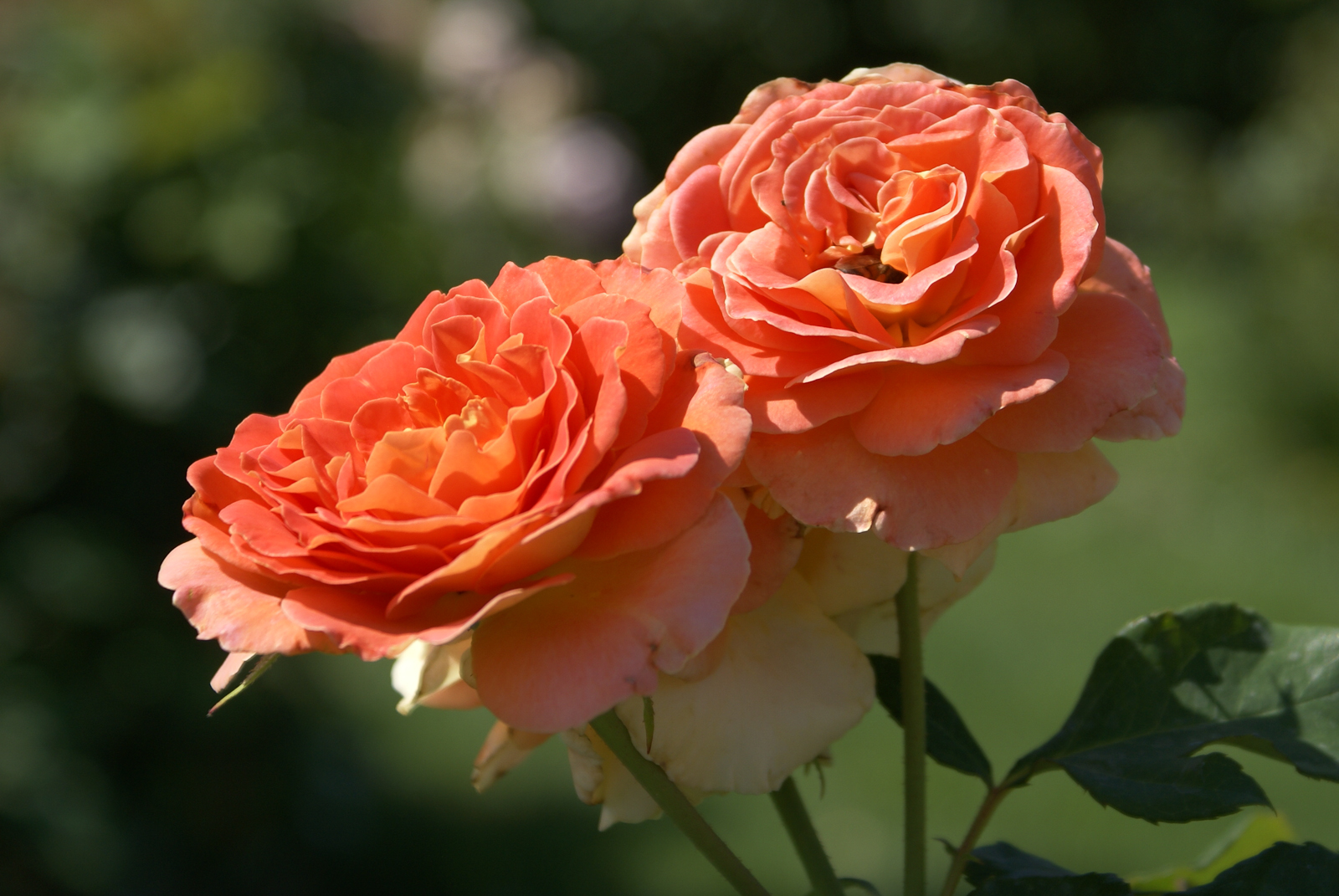 Роза флорибунда оранж Сенсейшн