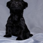 Female - Black Schnauzer Yorkie Pup