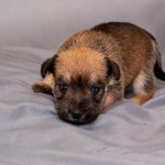 Female - Brown and Black Schnauzer Yorkie Pup