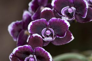 Orchids