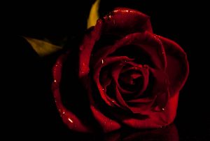 Roses